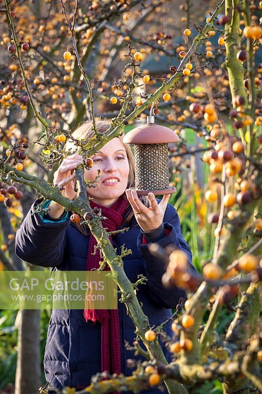 Hanging a bird feeder in Malus x zumi 'Golden Hornet'- Crab apple tree, November