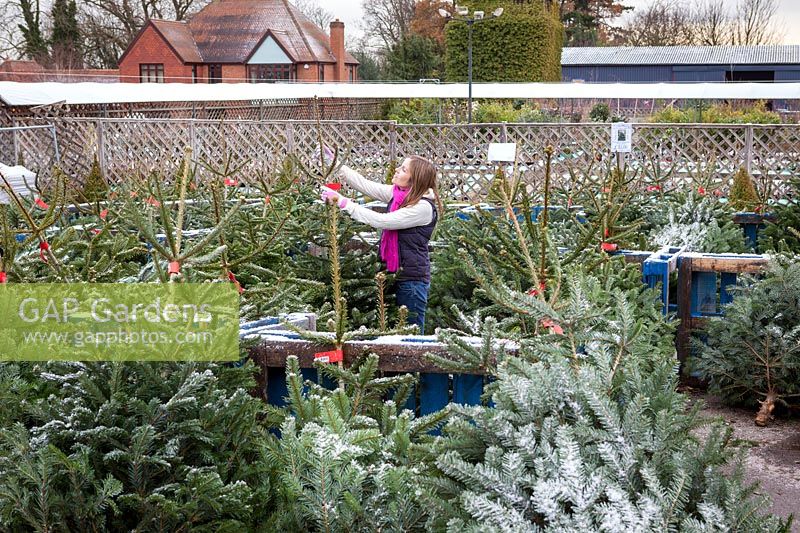 Choosing a Christmas tree in a garden centre