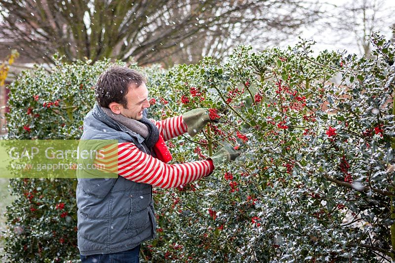 Cutting sprigs of holly in the snow to make Christmas wreaths