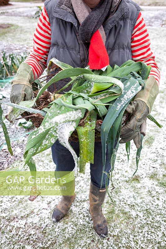 Harvesting leeks in the snow and frost