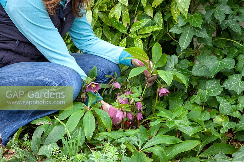 Cutting back hellebore leaves to reveal fresh new flowers
