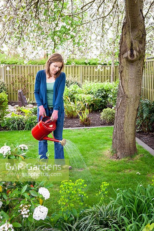 Feeding a lawn using fertiliser from a watering can.
