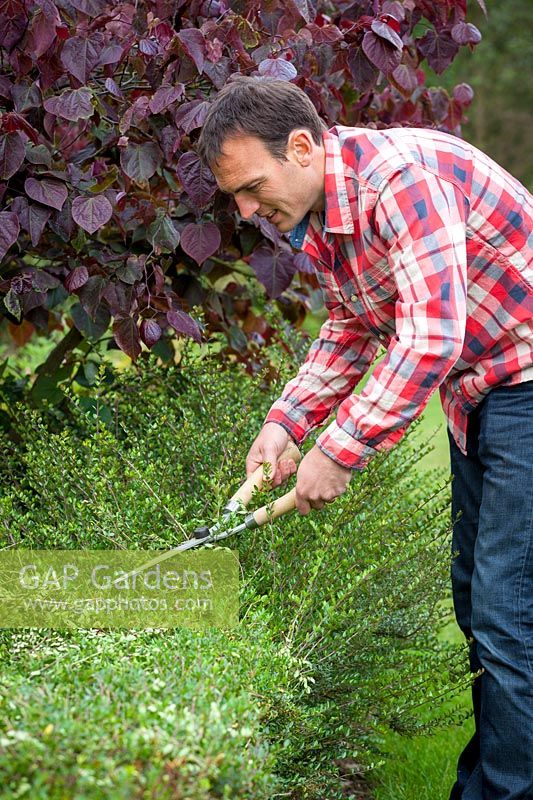 Clipping an evergreen hedge using hand shears. Lonicera nitida syn. Lonicera ligustrina var. yunnanensis - Wilson's honeysuckle.