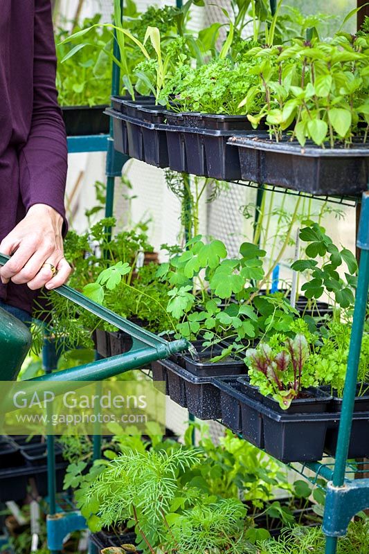 Watering racks of plants in a greenhouse