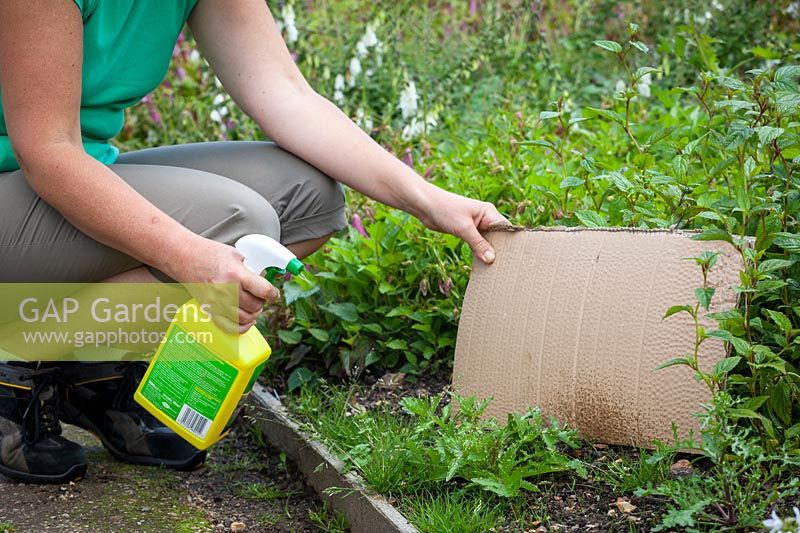 Spraying bindweed in border with weedkiller - using cardboard to protect other plants from overspray, June
