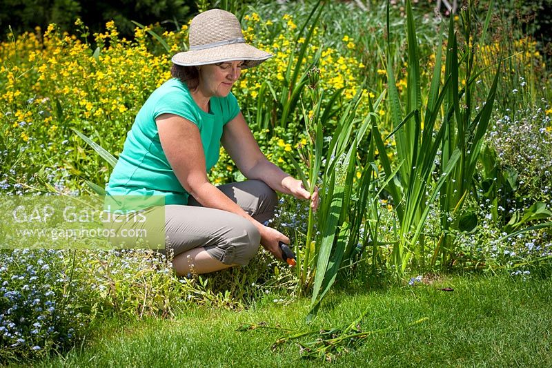 Removing Iris seedpods after they have finished flowering, June