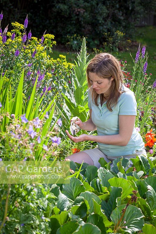 Sowing hardy annuals, Sunflowers in  border, June
