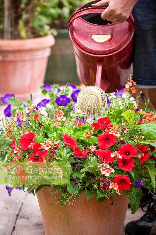 Watering pots of annuals - Diascia and Petunias on patio using a watering can, July 