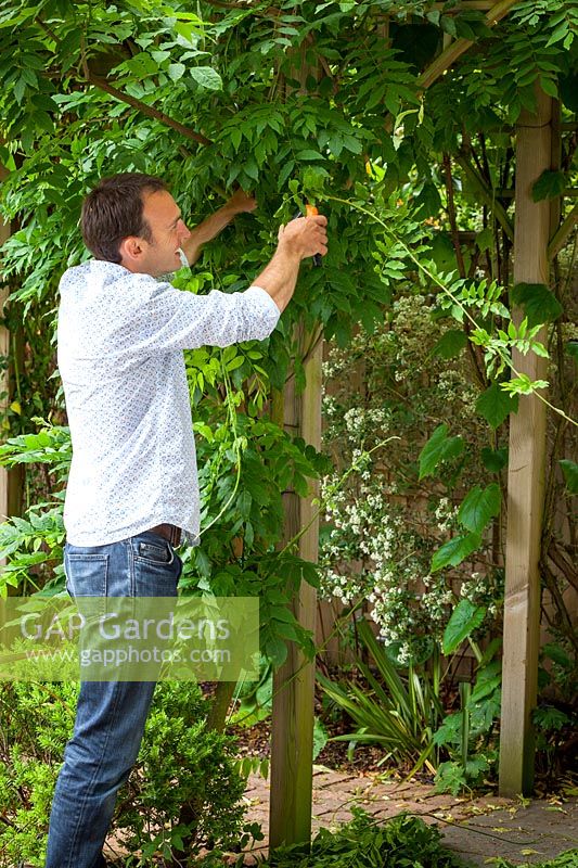 Summer pruning a Wisteria - removing long, green shoots after flowering to encourage formation of flower buds, July