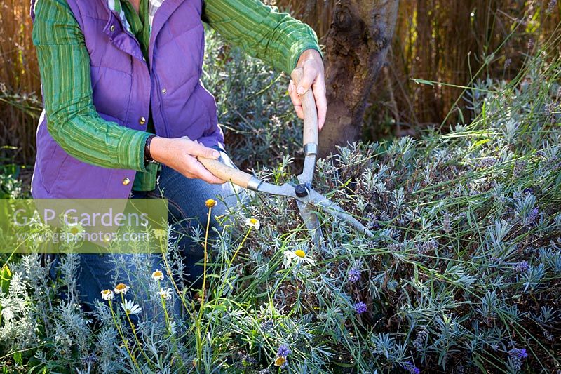 Cutting back lavender with hand shears after it has finished flowering
