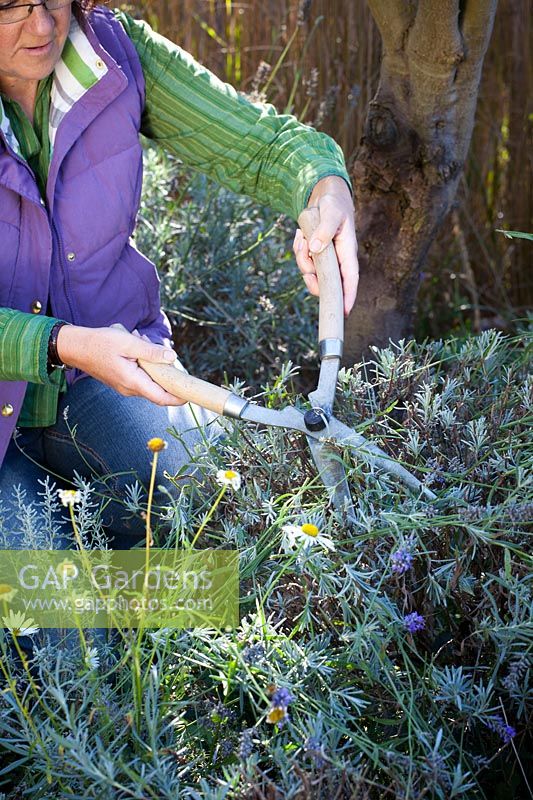 Cutting back lavender with hand shears after it has finished flowering