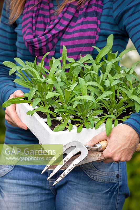 Carrying tray of spring bedding plants ready to plant out - Wallflowers, Erysimum