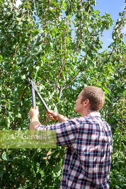 Pruning a Plum tree using long handled loppers, September
