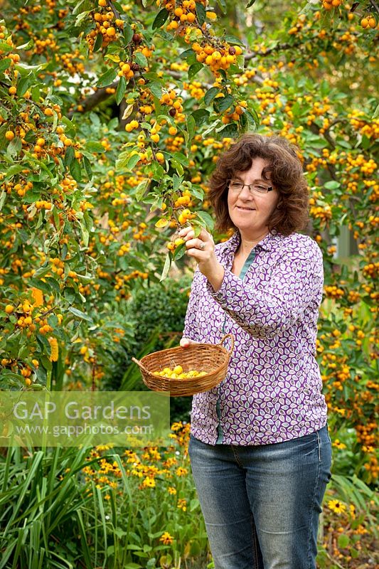 Harvesting crab apples from Malus x zumi 'Golden Hornet' into a basket