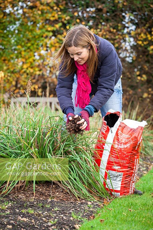 Mulching a Kniphofia in a border with bark chippings