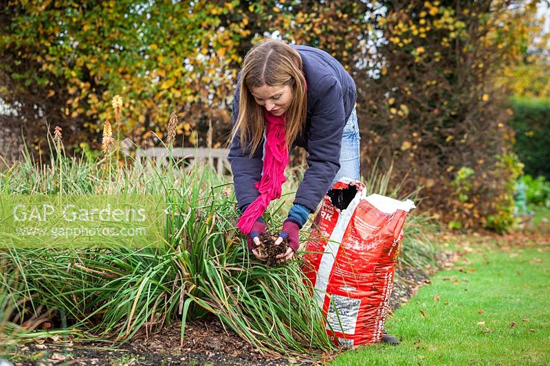 Mulching a Kniphofia in a border with bark chippings