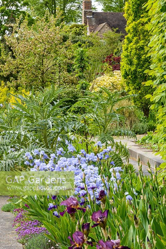 Iris 'Jane Phillips' in a border with Aubrieta and Cardoon. May.