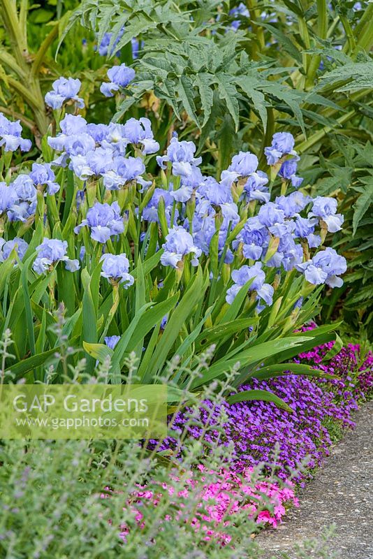 Iris 'Jane Phillips' in a border with Aubrieta and Cardoon. May.