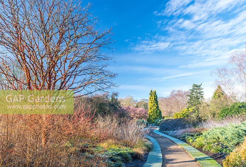 The winter garden with frost. Cambridge Botanic Gardens. January. Cornus sanguinea 'Midwinter Fire', Salix irrorata and Acer griseum in foreground.