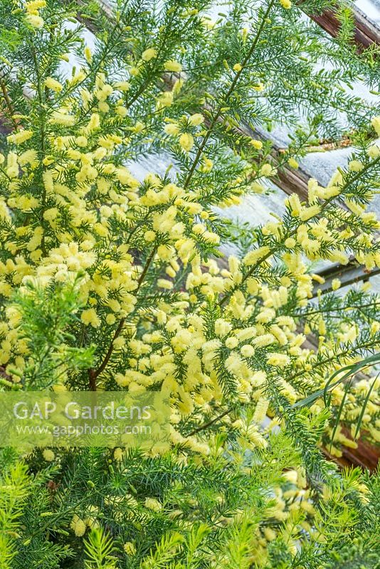 Acacia verticillata - Prickly Moses flowering in cool greenhouse in March.