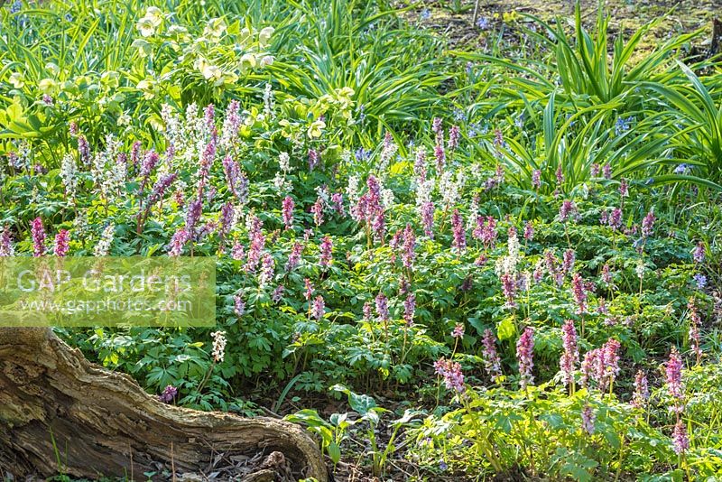 Corydalis bulbosa naturalised in woodland garden in March.