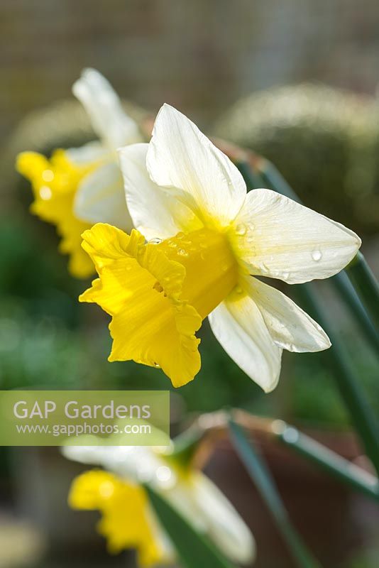Narcissus 'Spring Dawn'