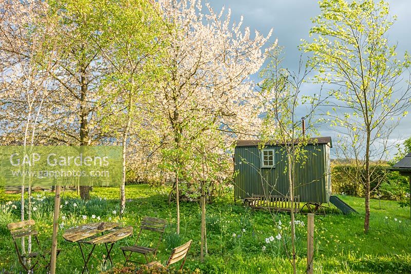 View of wild garden in late afternoon sunshine. Shepherds hut, birch and wild cherry trees. April.