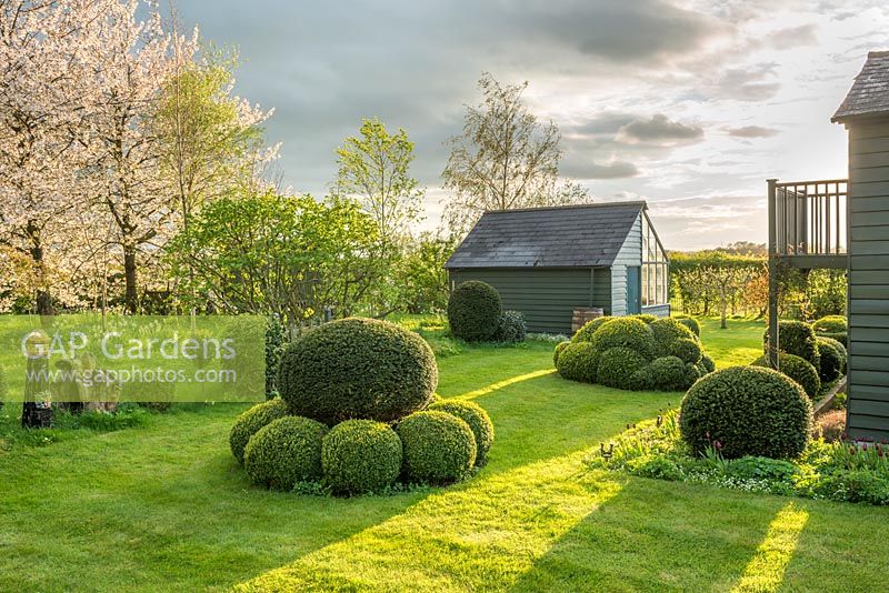 View of garden in late afternoon sunshine. Yew and Box topiary, combined greenhouse and shed, birch and wild cherry trees. April.
