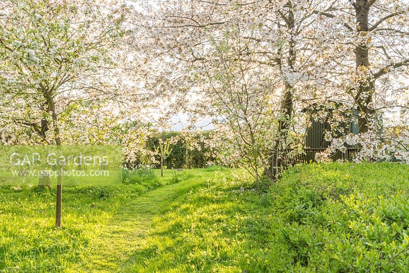 View of wild garden in late afternoon sunshine. Mown grass path, Prunus avium - Wild cherry trees in flower. April.