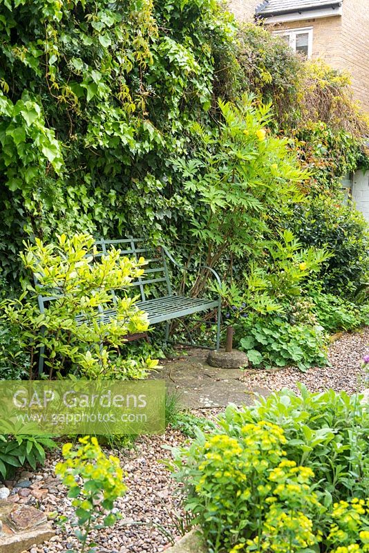 Small town garden in spring with Ivy clad boundary fence, Paeonia lutea and wrought iron garden seat. April.