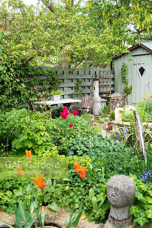 Small town garden in spring. Raised beds constructed from reclaimed materials, ornamental garden shed, lily flowered tulips. April.