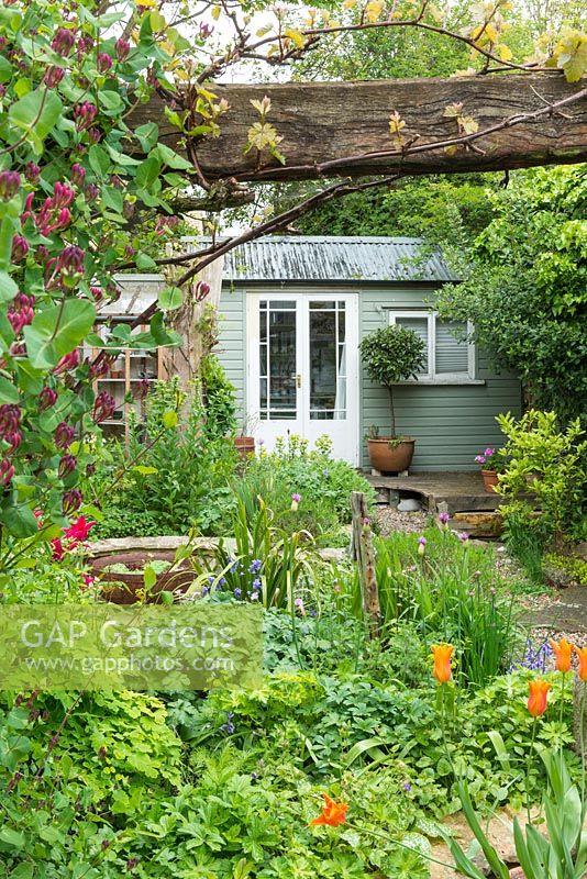 Small town garden in spring with ornamental garden studio and small leanto greenhouse. Honeysuckle and lily flowered tulips. April.