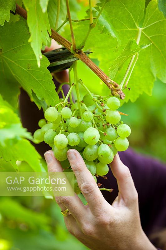 Picking grapes - Vitis vinifera