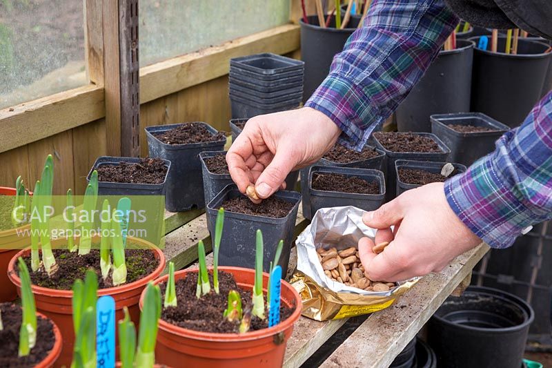 Sowing Broad beans into individual pots in a greenhouse