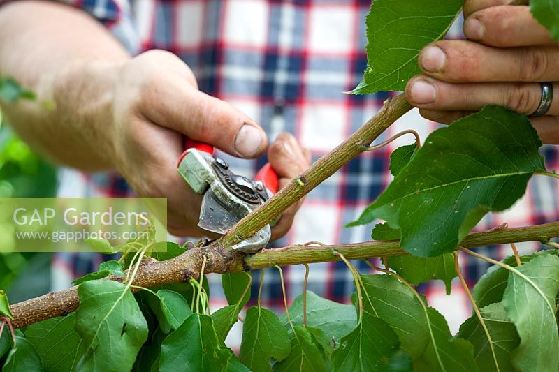 Pruning a plum tree using secateurs, September