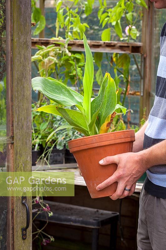Bringing tender container plant, Canna into greenhouse for winter storage, October. 