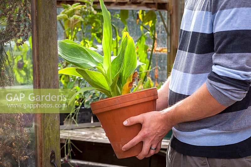 Bringing tender container plant, Canna into greenhouse for winter storage, October.