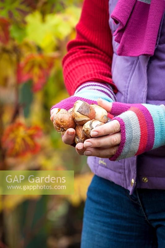 Hands holding tulip bulbs ready to plant in border, November
