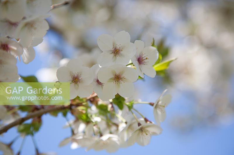 Blossoms of Prunus 'Umineko' - 'Snow Goose' Cherry, flowering in the National Pinetum at Bedgebury.