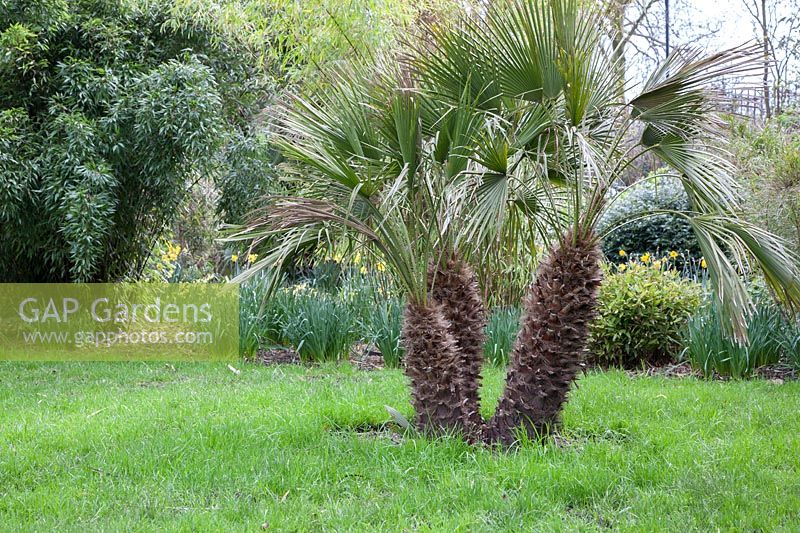 Chamaerops humilis - Dwarf Fan Palm, near the Embankment boundary in Chelsea Physic Garden, London.