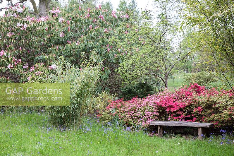 Woodland with flowering shrubs and English oaks - Quercus robur in High Beeches Garden.  Japanese azaleas, bamboo - Phyllostachys, camellias,  and long-established rhododendrons, naturalised English Bluebells, Scilla non-scripta or Hyacinthoides non-scripta.
