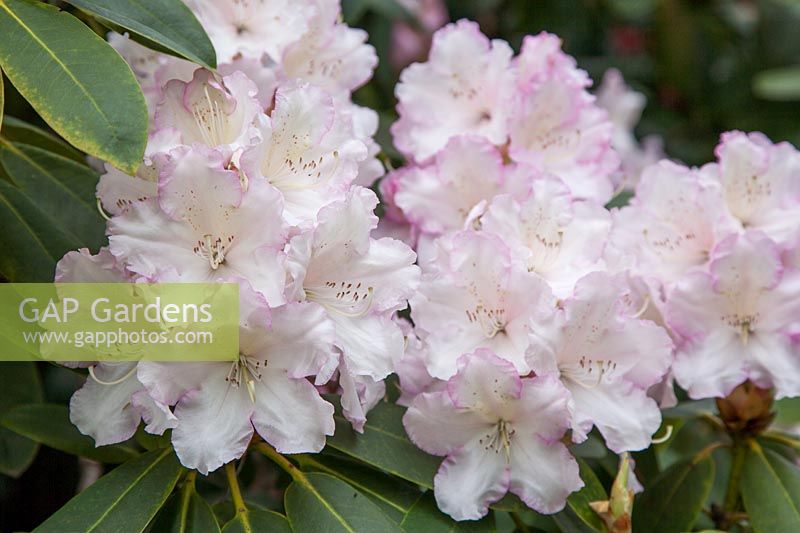 Unusual, pale pink Rhododendron x manglesii, one of many, historic rhododendrons introduced to High Beeches garden in the 19th-century.