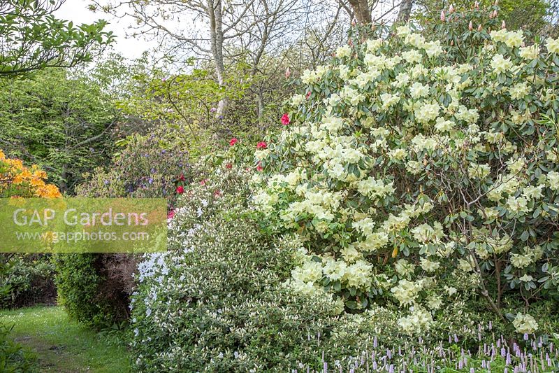 Rhododendron Crest rise above white azaleas and a pale-mauve Persicaria or polygonum or knotweed, in Sandling Park.  Rh. Crest has trusses of primrose-yellow flowers opening from pale-orange buds. 
