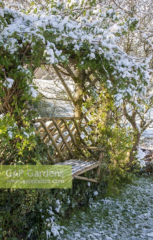 Rustic seat with arbour, after a light snowfall in a Kentish garden with Lonicera - Honeysuckle, and Hedera - Ivy interleaved, April
