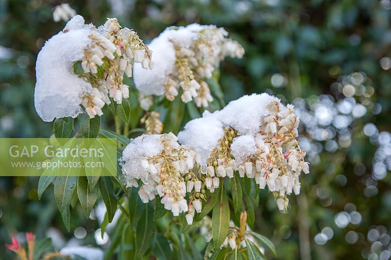 A light snowfall on flowers of Pieris formosa forrestii 'Wakehurst' in a Kent garden.
