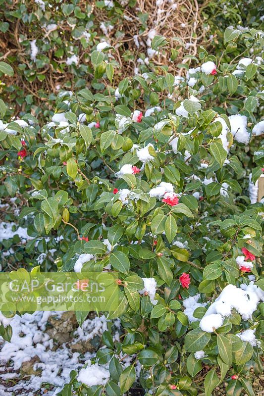 Light snowfall on Camellia williamsii in a Kent garden.