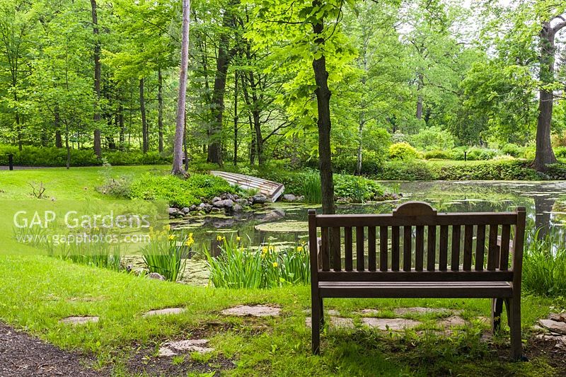 Silhouetted high back wooden sitting bench on edge of Beaver Pond with Yellow Iris pseudacorus 'Variegata', Chlorophyta - Green Algae and bordered by deciduous trees in late spring, Domaine Joly-De Lotbiniere Estate Garden, Sainte-Croix, Chaudiere-Appalaches, Quebec, Canada