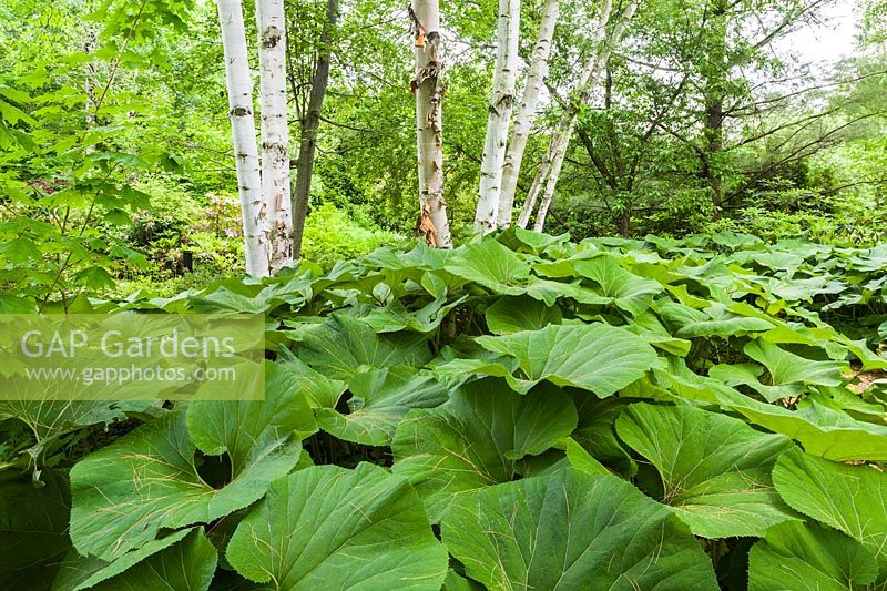 Petasites japonicus - Butterbur plants and Betula - Birch tree trunks in border in late spring, Shade Garden, Domaine Joly-De Lotbiniere Estate Garden, Sainte-Croix, Chaudiere-Appalaches, Quebec, Canada