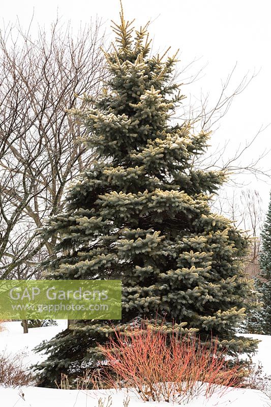 Picea pungens 'Walnut Glen' - Colorado Spruce tree in backyard country garden in winter, Les Jardins de la Vieille Mansarde garden, Quebec, Canada. 