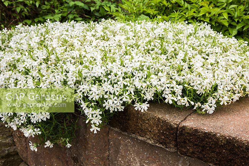 Phlox Subulata 'White Delight' on top of brown stone wall in late spring, Quebec, Canada. 